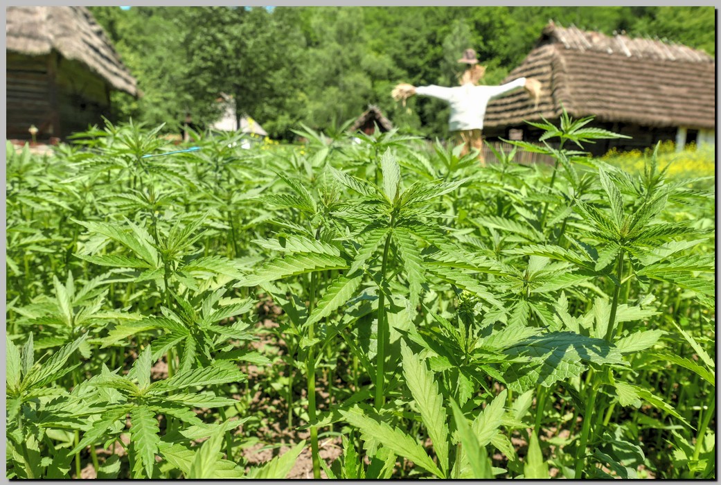 P1670511_2_3.jpg (320 KB)