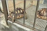 P1710129_30_31.jpg(279 KB)