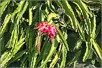 P1650132_3_4.jpg(303 KB)
