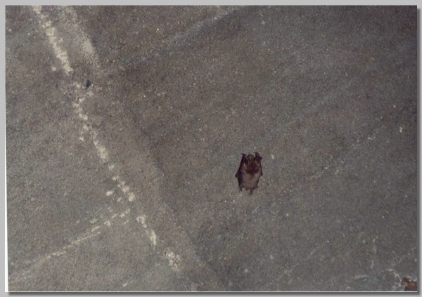 thebat.jpg ()