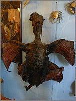 IMG_9472.JPG(56,8 KB)