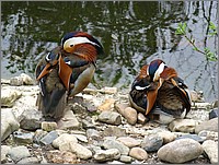 IMG_9644.JPG(166 KB)