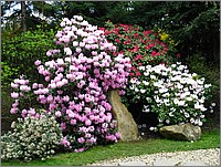 IMG_9656.JPG(241 KB)