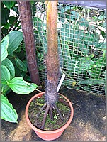 IMG_9692.JPG(129 KB)