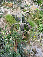IMG_9699.JPG(126 KB)