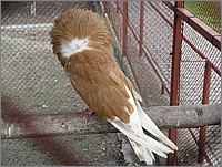 IMG_6086.JPG(159 KB)