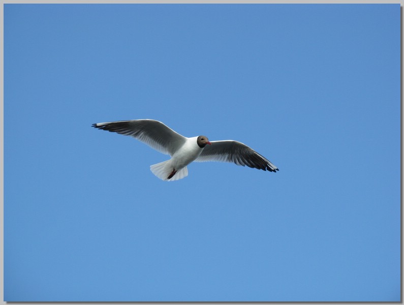 IMG_2351.JPG (37,4 KB)