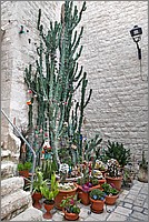 P1650679_80_81.jpg(186 KB)