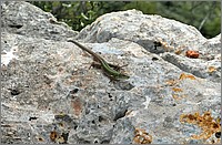 P1650925_6_7.jpg(334 KB)